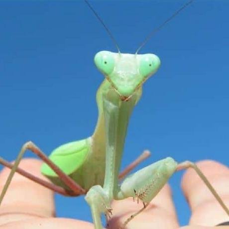 MCPStudio: The Postman for Model Context Protocol