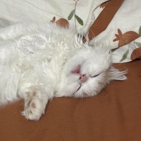 Deepseek Thinker MCP Server